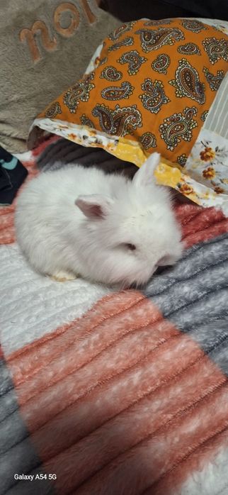 Pui de iepuri pitici cap de leu