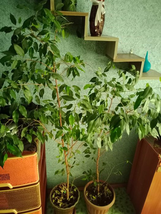 Продам деревья фикусы