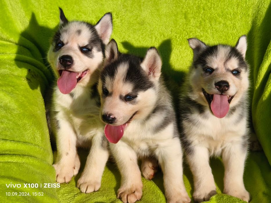 Щенки сибирской хаски.