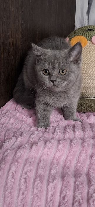 Британцы котята с документами