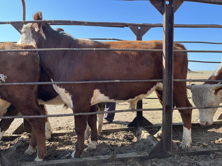 Қашарлар мен подсостар сатылады