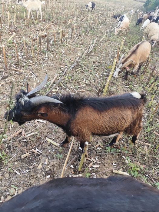 Disponibili țapisori