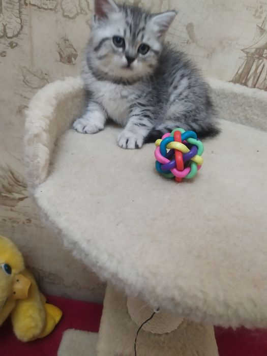 Продажа шотландских котят