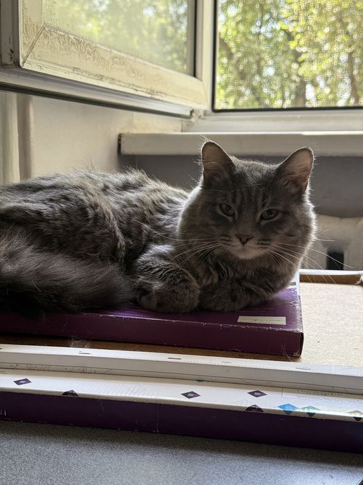 Отдам котят и кошек в добрые руки