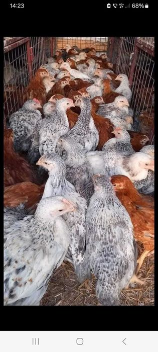 Aduc pui la domiciliu. Livrare gratuita.! 18 lei buc.