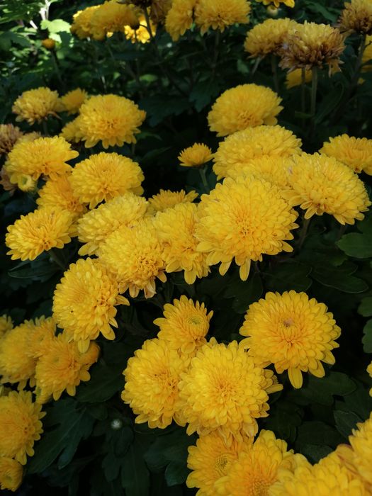 Хризантема. шаровидная