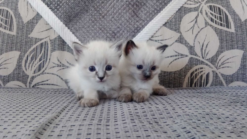 Котята. Отдам в добрые руки.