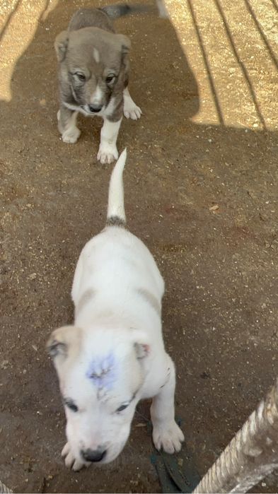 Алабай кушик 1ай