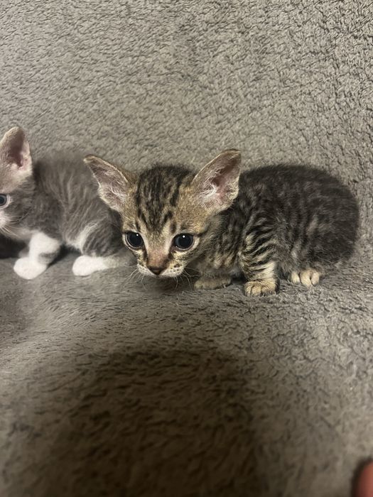 Отдам котят в добрые руки