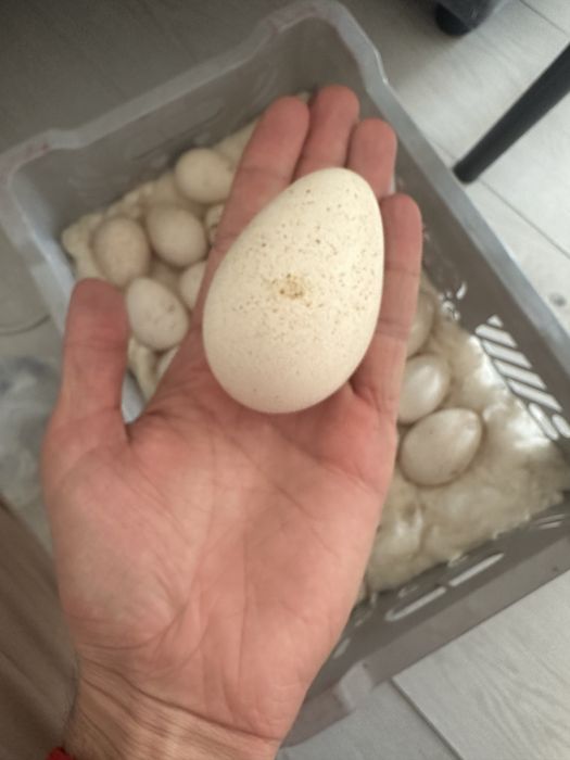 Индюшиный яйцооо