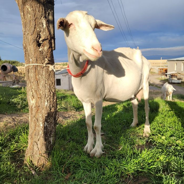 Заанен ешкі сатамын