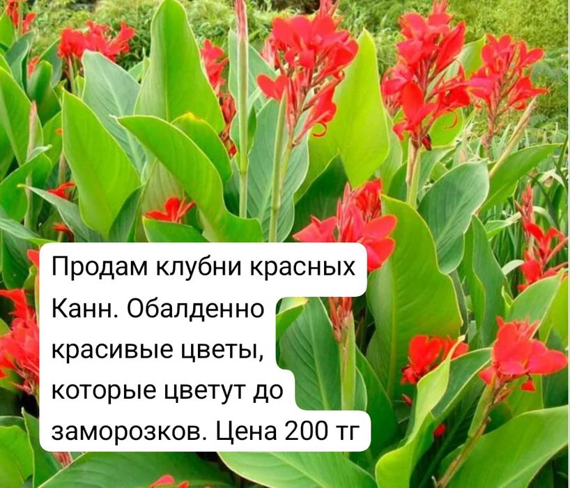 Продам луковицы канн