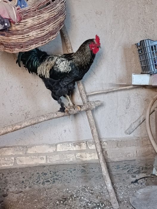 Bramo va qora shaxzoda xurozlari 3.5-4 kg xar birsi