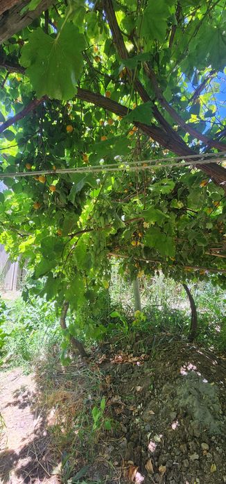 Продаётся дачный участок