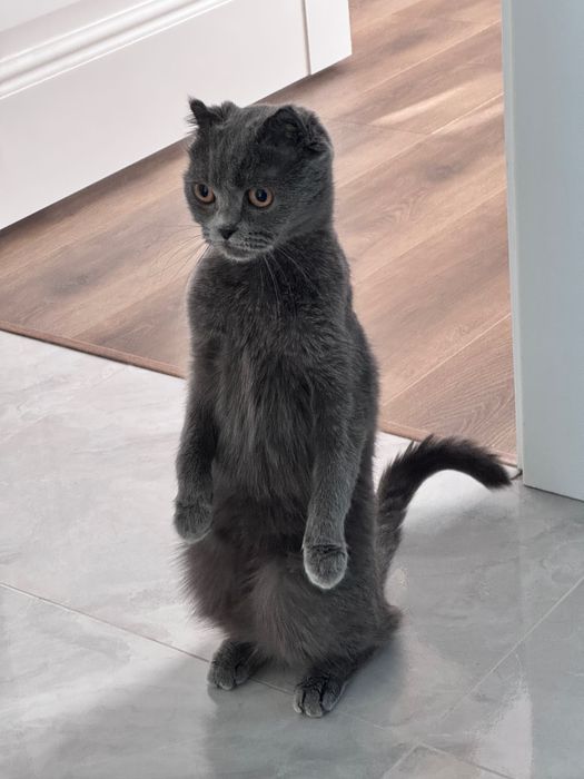 Кошка скоттиш фолд