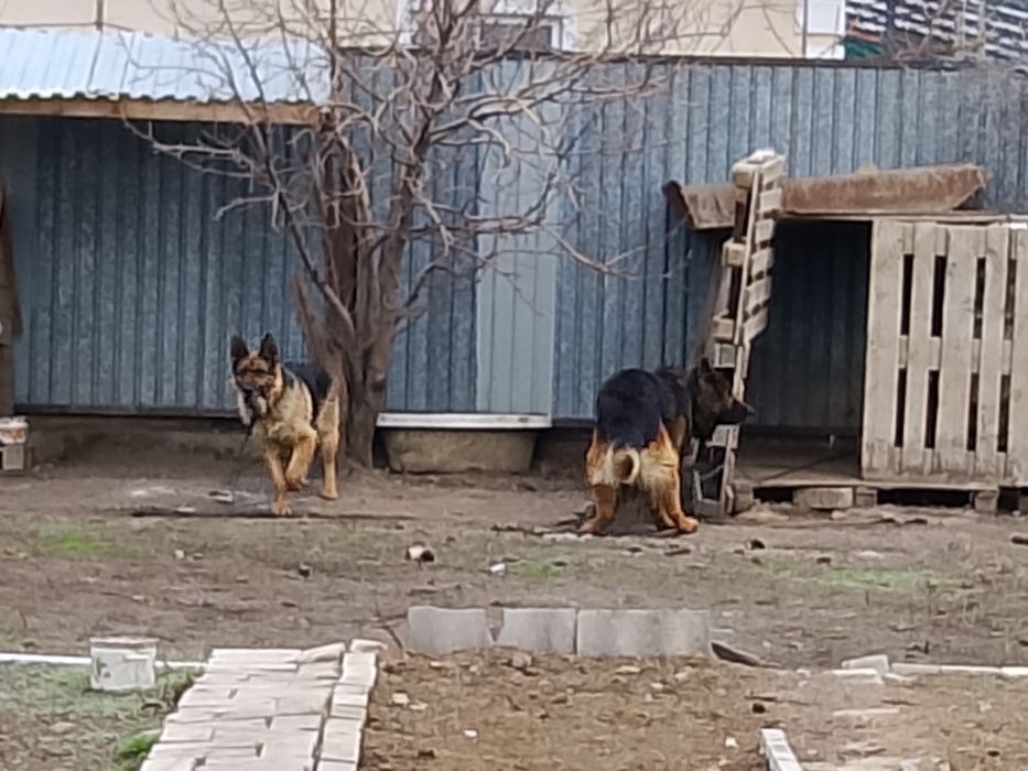 Отдам хорошие руки Мальчик+ Девочка