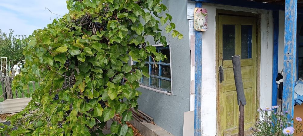 Продам дачный участок с домиком