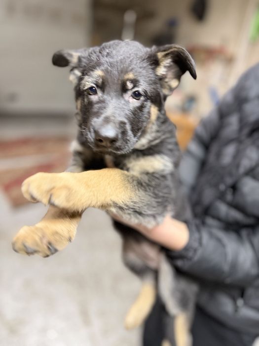 Немецкая овчарка