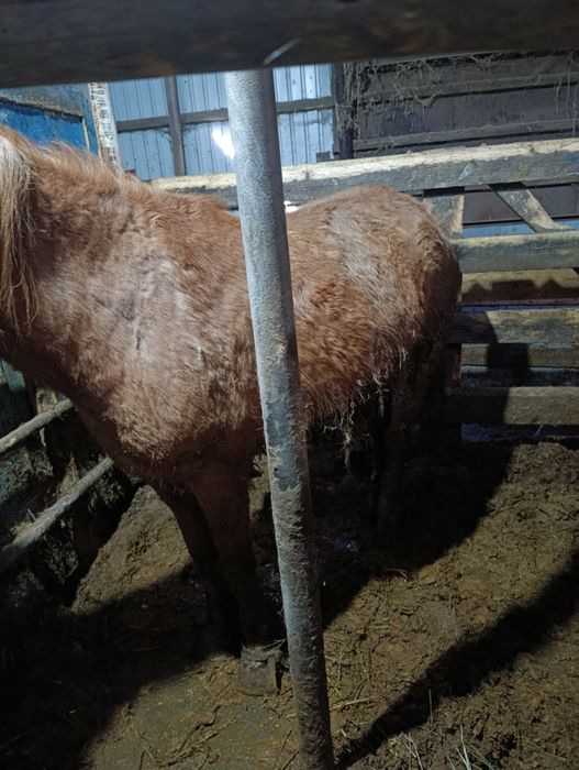 Бие донендер  сатылады.щучинск