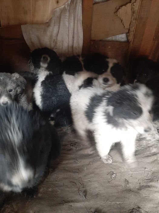 Отдам щенков алабая