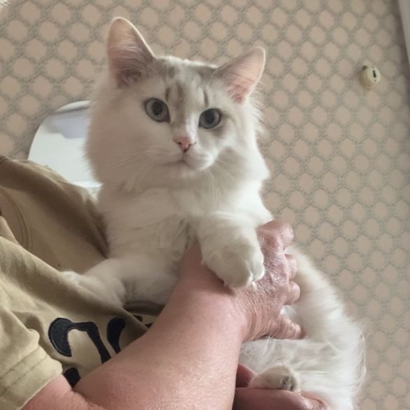 кот длинношерстный