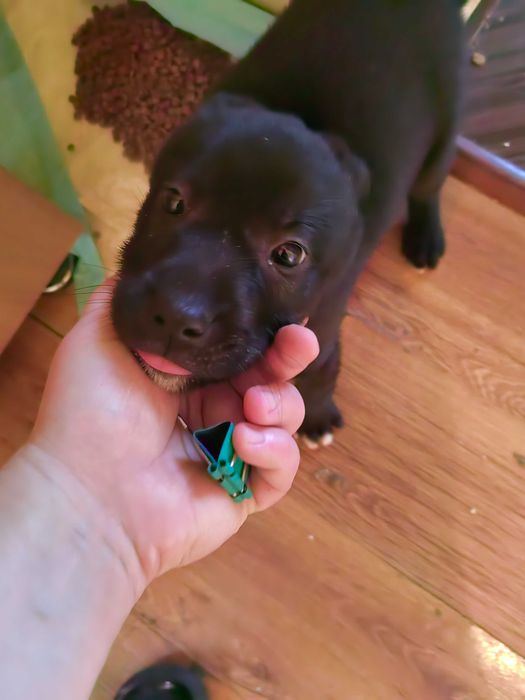 Donez Catelusa 6 saptamani Talie medie  20kg