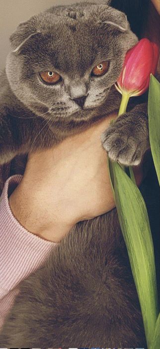 Открыто раннее бронирование на котят премиум класса