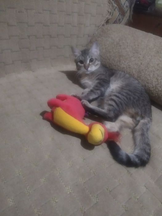 Отдам в хорошие руки