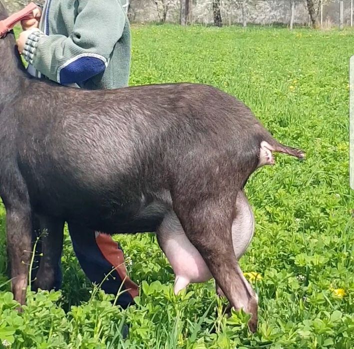 Murciano Granadina 2 capre și un țap.
