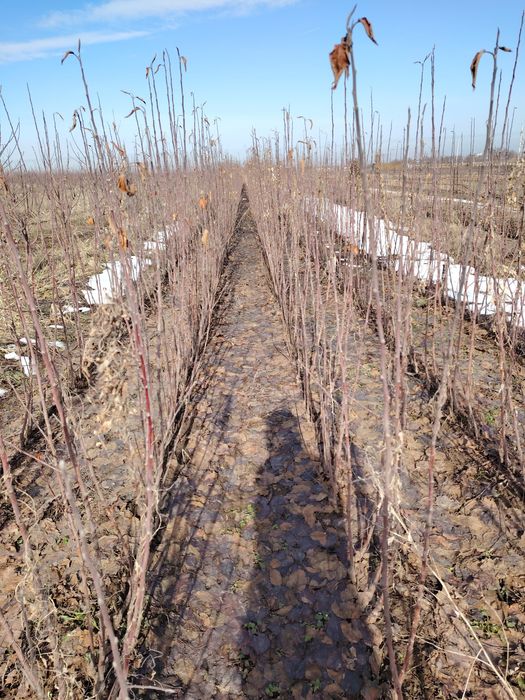 Саженцы от питомника