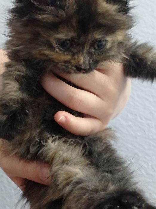 Отдам котят в хорошие руки