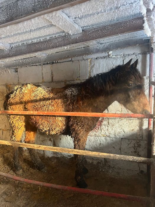 Тай құнан шығар айғыр