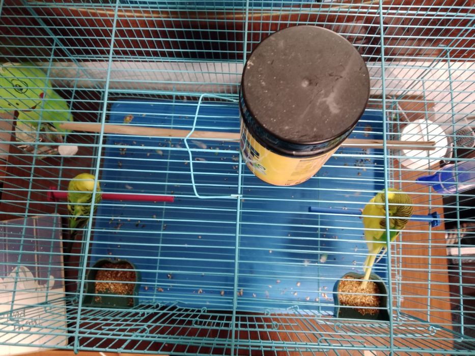 Продам попугаев с клеткой