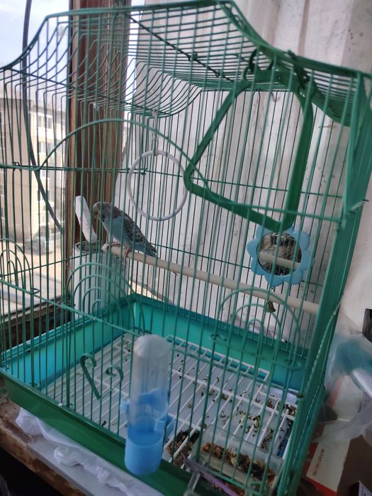 Продам папугая с клеткой