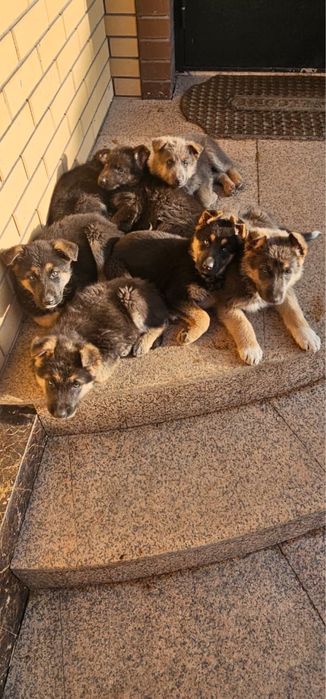 Овчарки маленькие продам