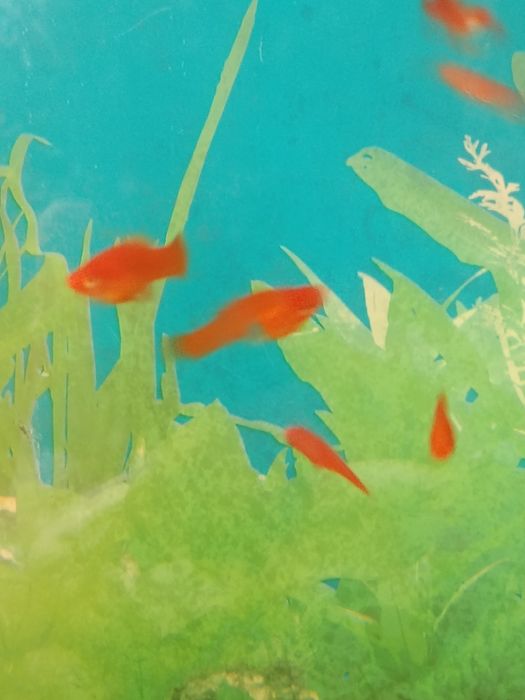 Меченосцев продам.