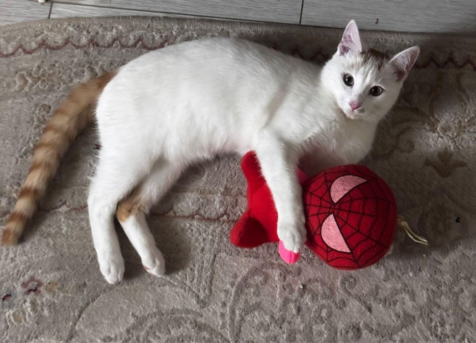 Отдам бесплано кошечку