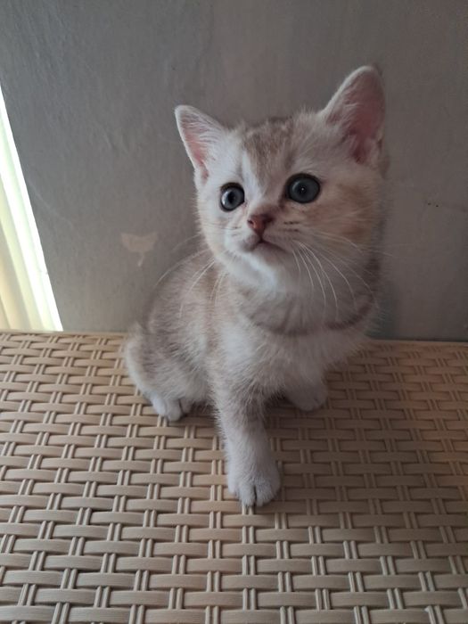 Британские  котята