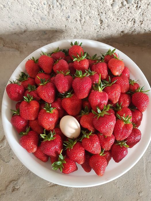 Карискй солхяаг кушатлар бор