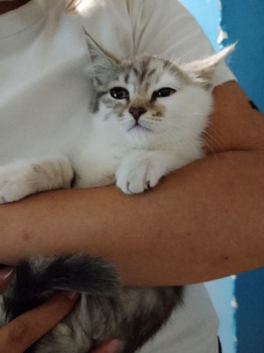 кошка 1-2месяцев, девочка