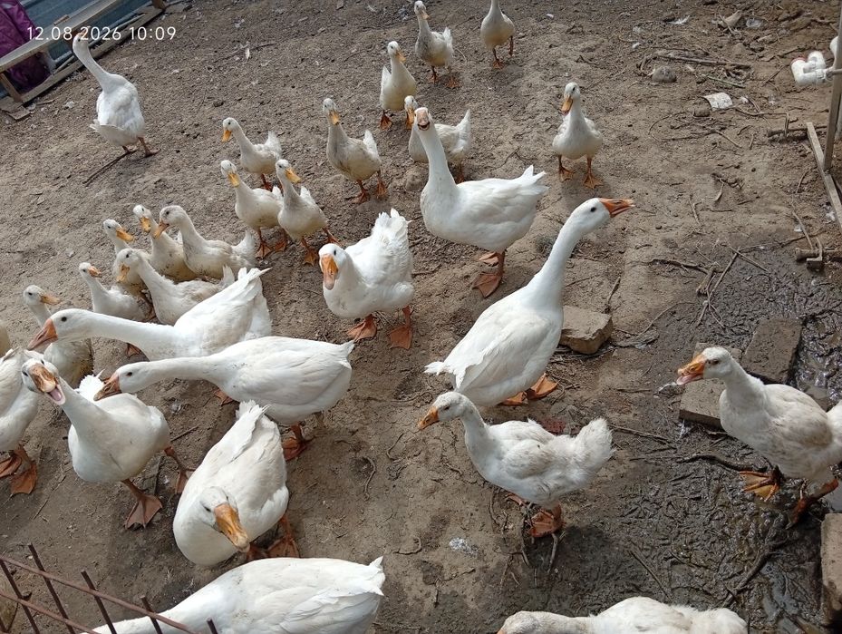 Продам гусей и уток