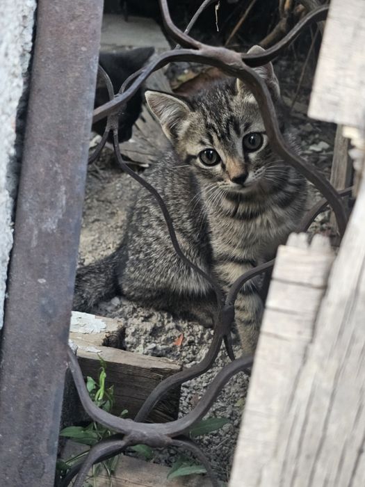 Котята породистые