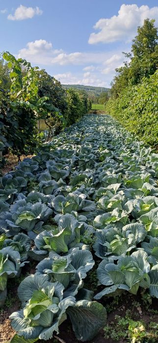 Vand varza de toamna