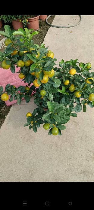 Мандарин ва кумкуват кучатлари сотилади хосиллари билан.