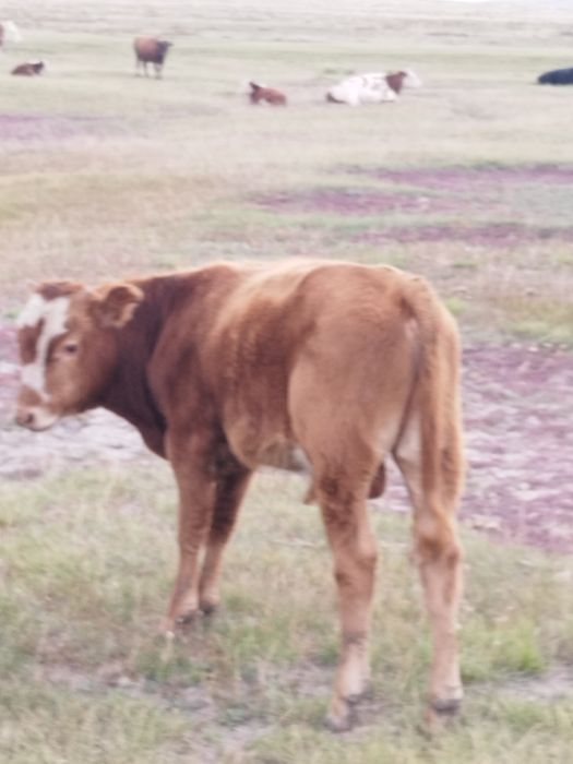 Ту бие потсос  сатылады