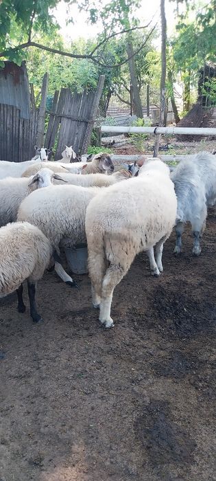 Oi de carne  vânzare