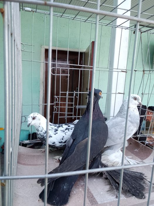Голуби тараз продаю