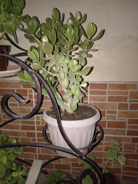 Продаётся цветы (комнатные)