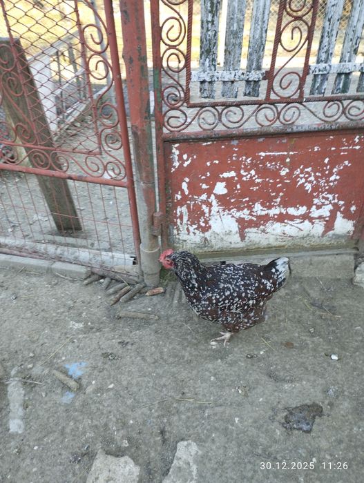 Găini Susex portelan