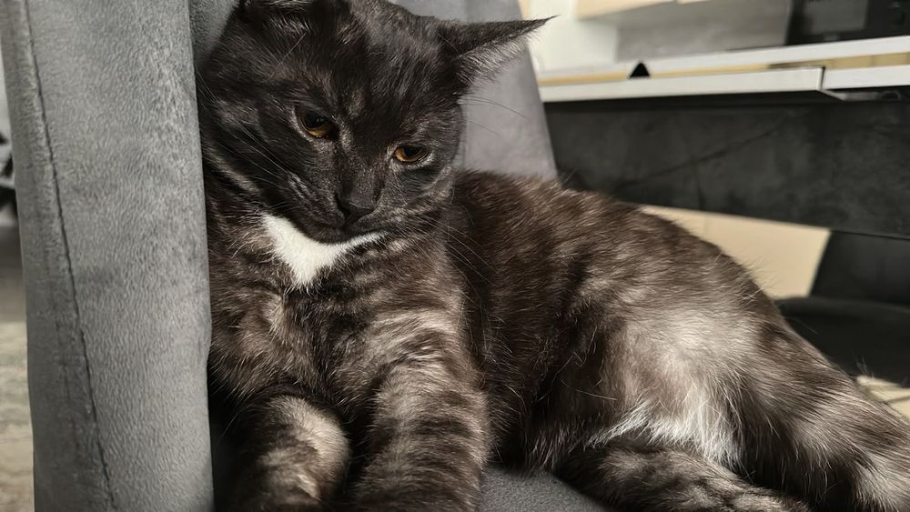 Отдам кота в добрые руки